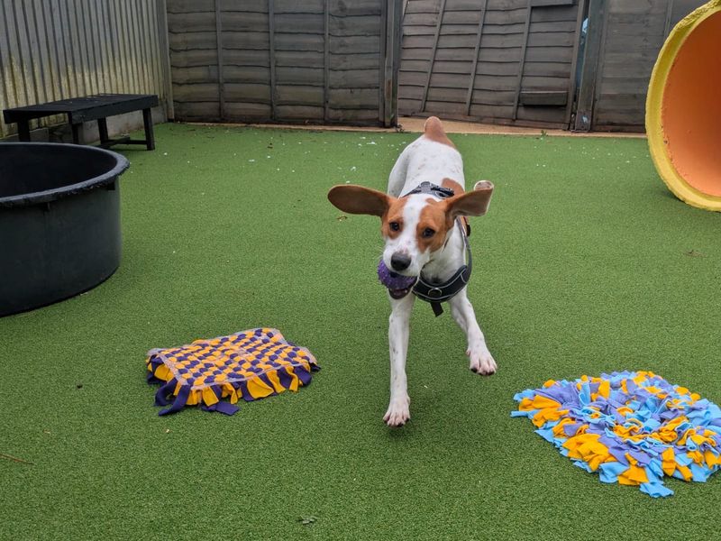 Beagle for adoption in Shoreham by Sea, West Sussex – 1 year old - Image 3 of 5