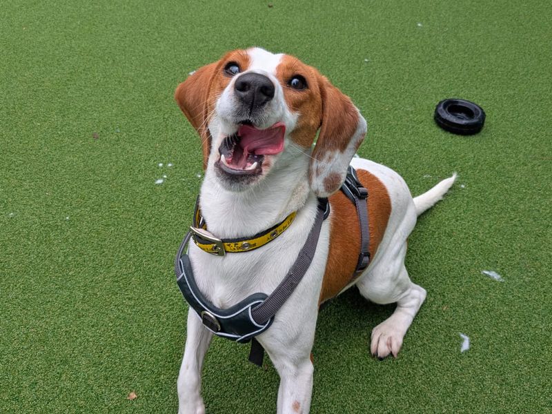Beagle for adoption in Shoreham by Sea, West Sussex – 1 year old - Image 2 of 5