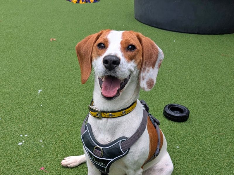 Beagle for adoption in Shoreham by Sea, West Sussex – 1 year old