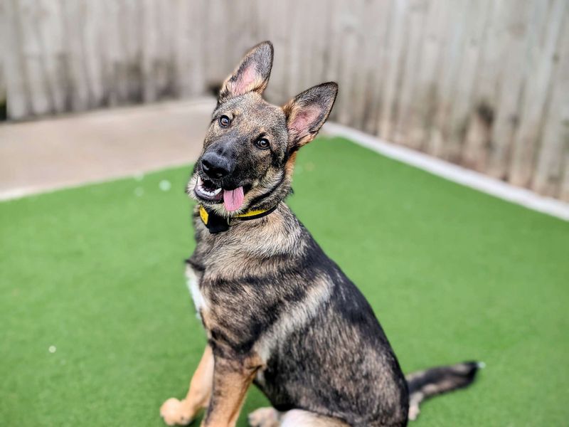 German Shepherd for adoption in Cardiff, Glamorgan – 6 months old