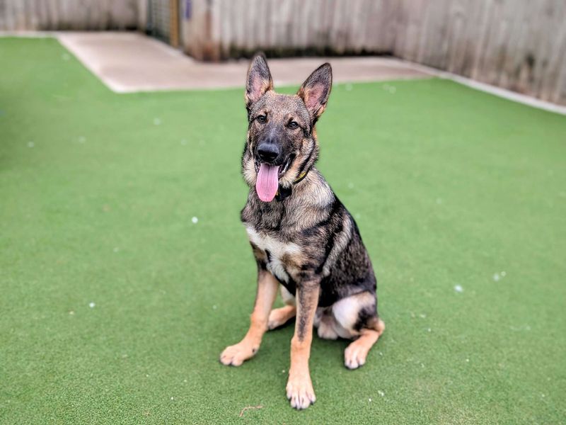 German Shepherd for adoption in Cardiff, Glamorgan – 7 months old - Image 4 of 5