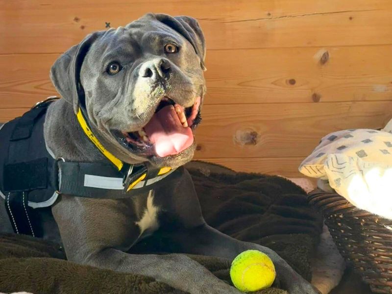 Cane Corso for adoption in Uxbridge, London – 2 years old