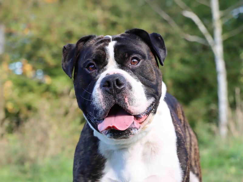 American Bulldog for adoption in Sadberge, Co Durham – 4 years old