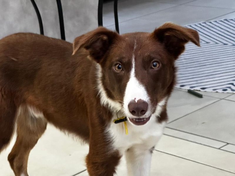 Border Collie for adoption in Ballymena, Co Antrim – 8 months old - Image 3 of 3