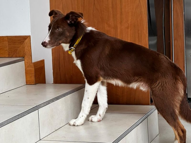 Border Collie for adoption in Ballymena, Co Antrim – 8 months old