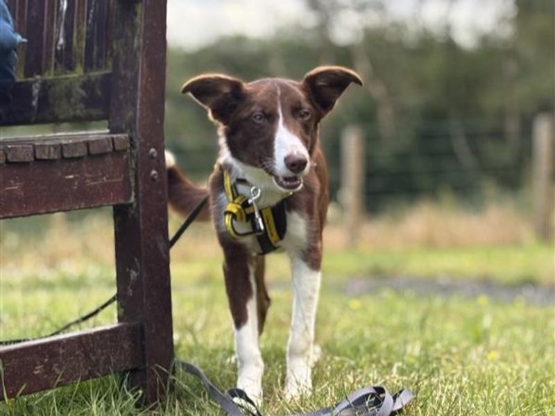 Border Collie for adoption in Ballymena, Co Antrim – 8 months old - Image 2 of 3