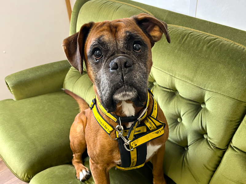 Boxer for adoption in Ballymena, Co Antrim – 6 years old - Image 2 of 3