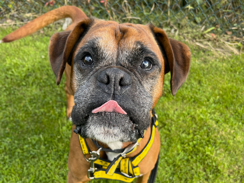 Boxer for adoption in Ballymena, Co Antrim – 6 years old
