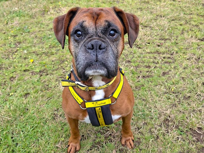 Boxer for adoption in Ballymena, Co Antrim – 6 years old - Image 3 of 3