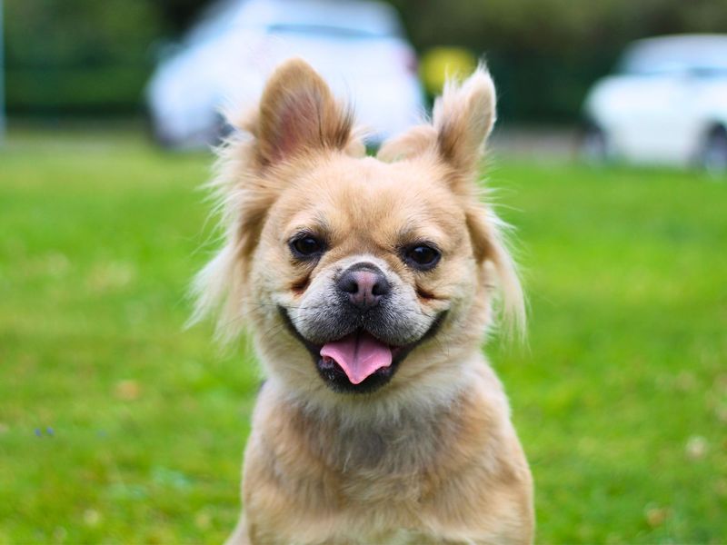 French Bulldog for adoption in Manchester, Greater Manchester – 2 years old