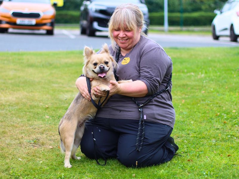 French Bulldog for adoption in Manchester, Greater Manchester – 2 years old - Image 2 of 4