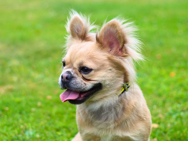 French Bulldog for adoption in Manchester, Greater Manchester – 2 years old - Image 4 of 4