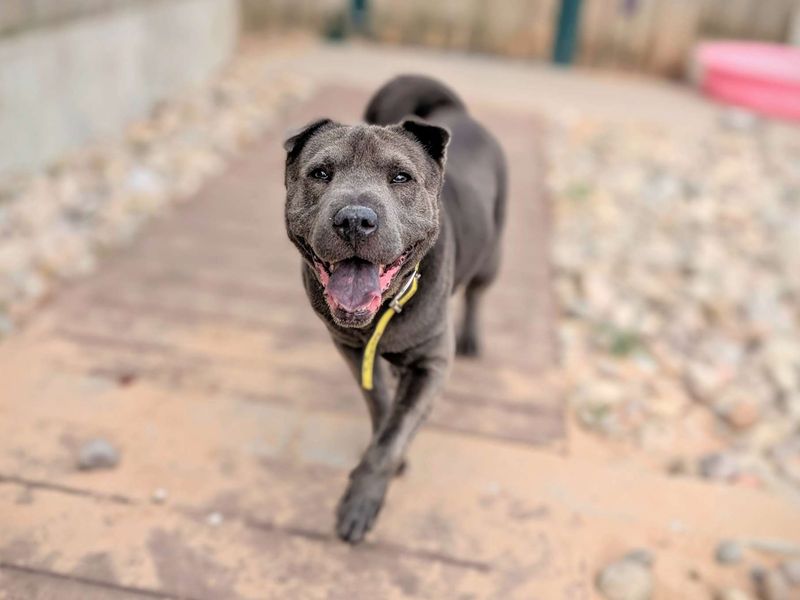 Staffordshire Bull Terrier for adoption in Cardiff, Glamorgan – 7 years old - Image 3 of 6