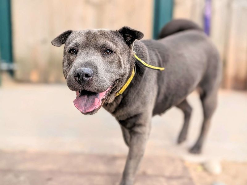 Staffordshire Bull Terrier for adoption in Cardiff, Glamorgan – 7 years old - Image 4 of 6