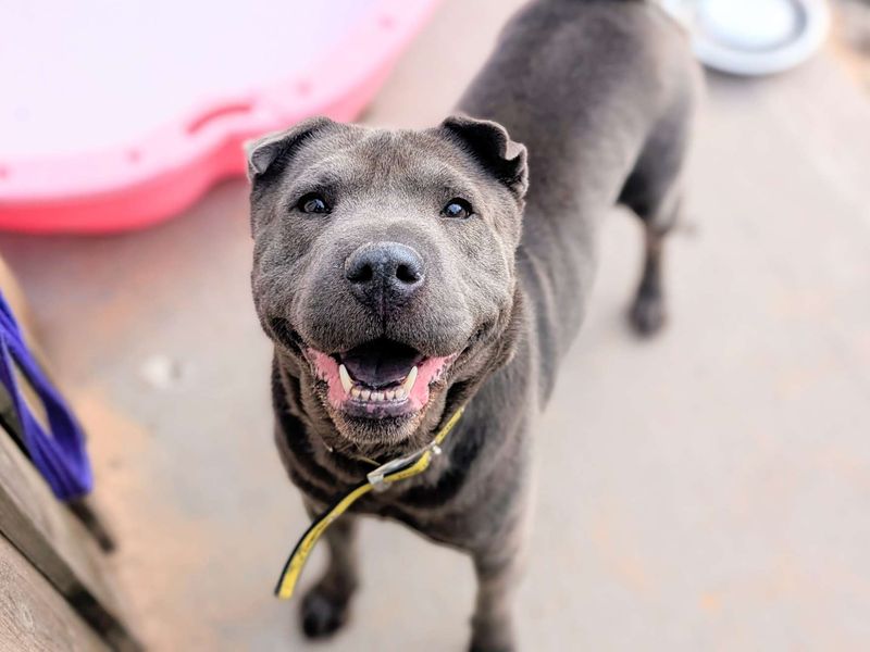 Staffordshire Bull Terrier for adoption in Cardiff, Glamorgan – 7 years old - Image 5 of 6