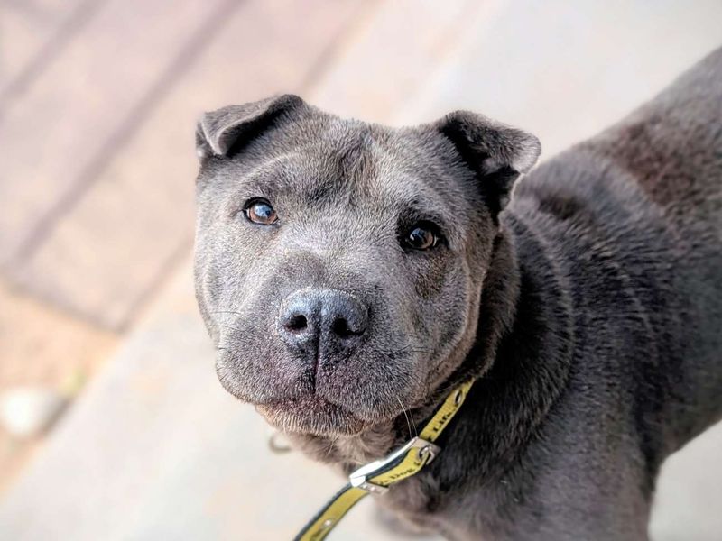 Staffordshire Bull Terrier for adoption in Cardiff, Glamorgan – 7 years old - Image 6 of 6