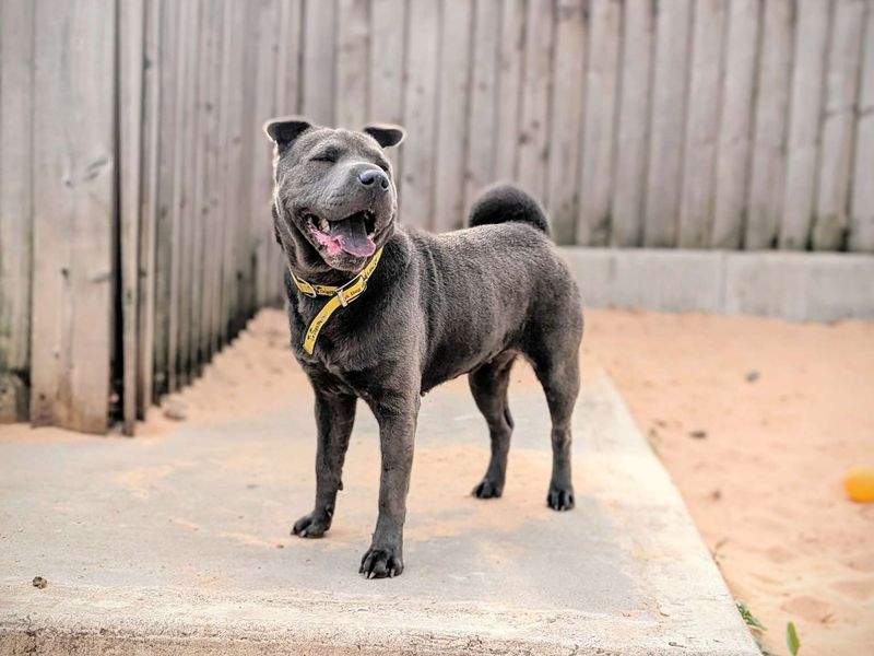 Staffordshire Bull Terrier for adoption in Cardiff, Glamorgan – 7 years old - Image 2 of 6