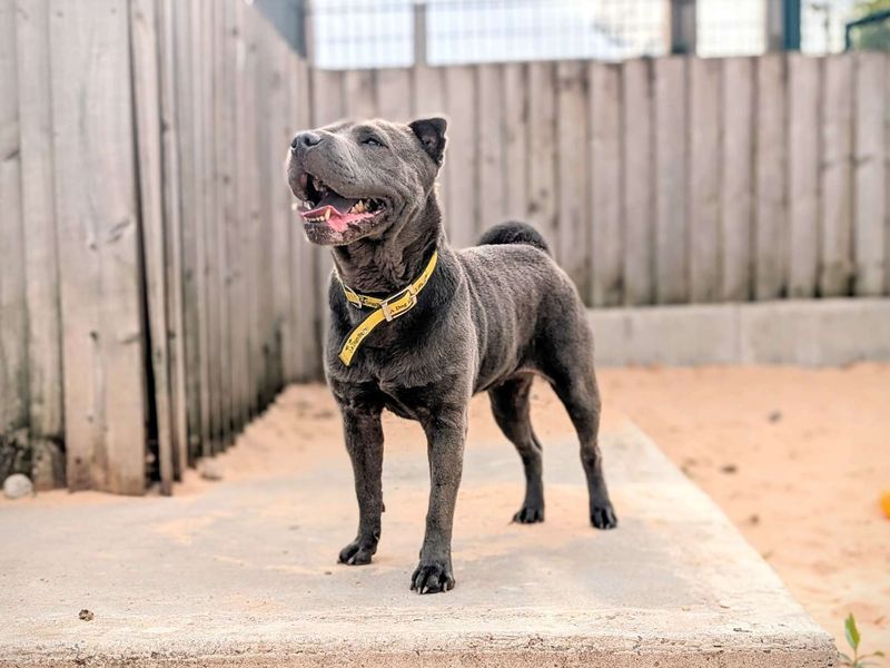 Staffordshire Bull Terrier for adoption in Cardiff, Glamorgan – 7 years old