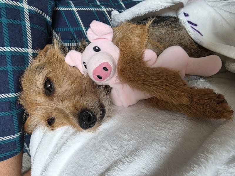 Josie | Terrier (Australian) | Shoreham (Sussex) - 1