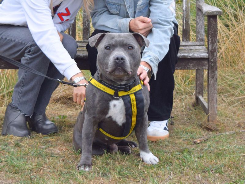 Staffordshire Bull Terrier for adoption in Uxbridge, London – 4 years old