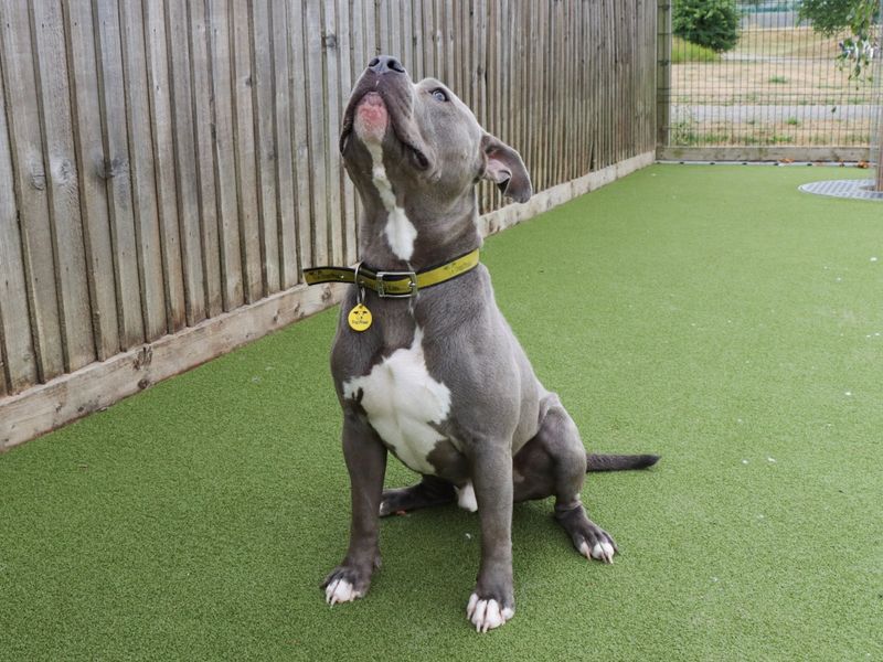 Staffordshire Bull Terrier for adoption in Evesham, Worcestershire – 2 years old - Image 3 of 4