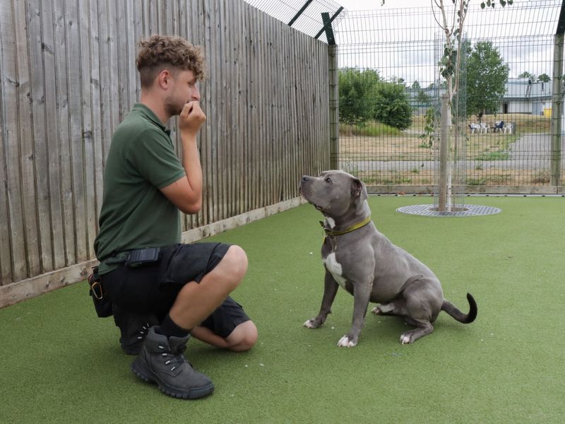 Staffordshire Bull Terrier for adoption in Evesham, Worcestershire – 2 years old