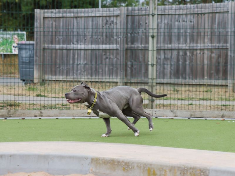 Staffordshire Bull Terrier for adoption in Evesham, Worcestershire – 2 years old - Image 4 of 4