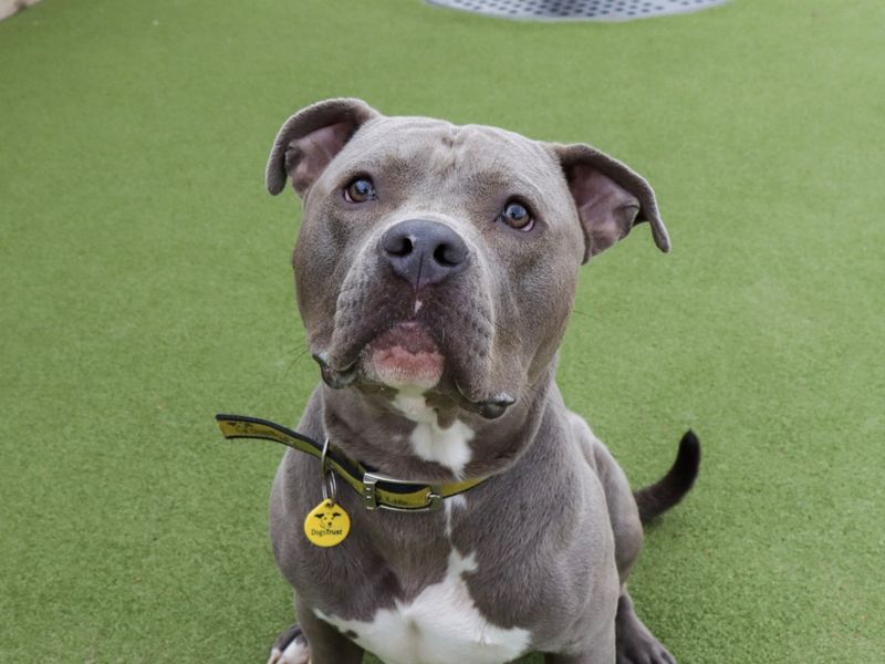 Staffordshire Bull Terrier for adoption in Evesham, Worcestershire – 2 years old - Image 2 of 4