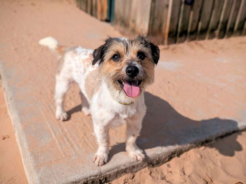 Jack Russell for adoption in Cardiff, Glamorgan – 2 years old