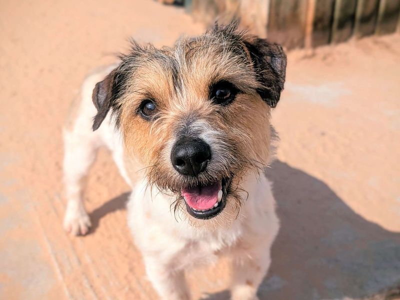 Jack Russell for adoption in Cardiff, Glamorgan – 2 years old - Image 3 of 4