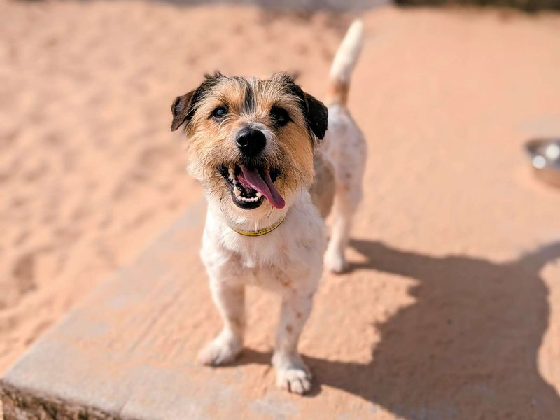 Jack Russell for adoption in Cardiff, Glamorgan – 2 years old - Image 2 of 4