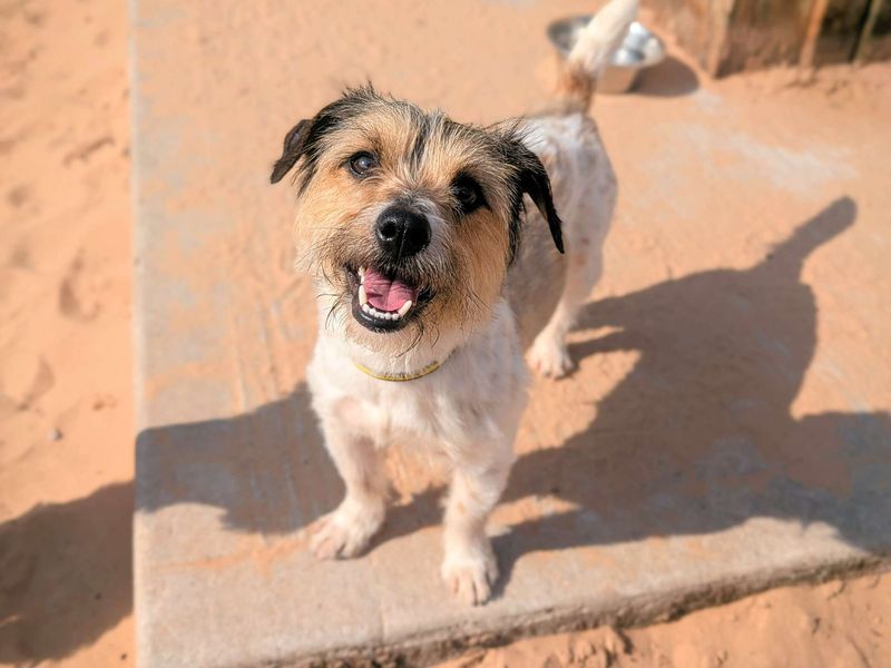 Jack Russell for adoption in Cardiff, Glamorgan – 2 years old - Image 4 of 4