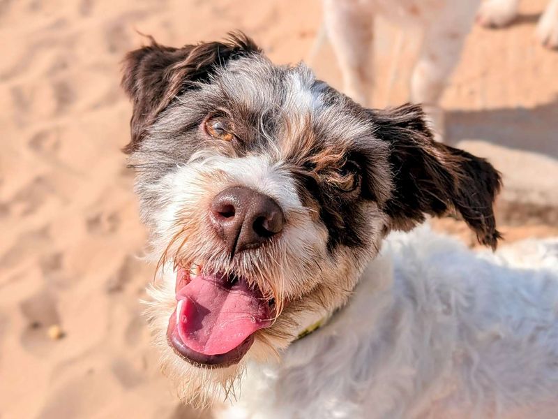 Jack Russell for adoption in Cardiff, Glamorgan – 2 years old - Image 3 of 3