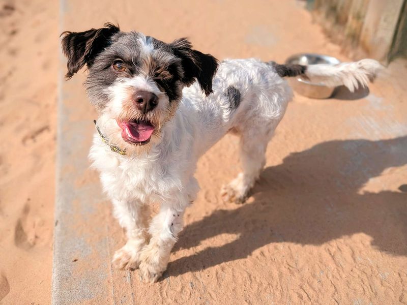 Jack Russell for adoption in Cardiff, Glamorgan – 2 years old