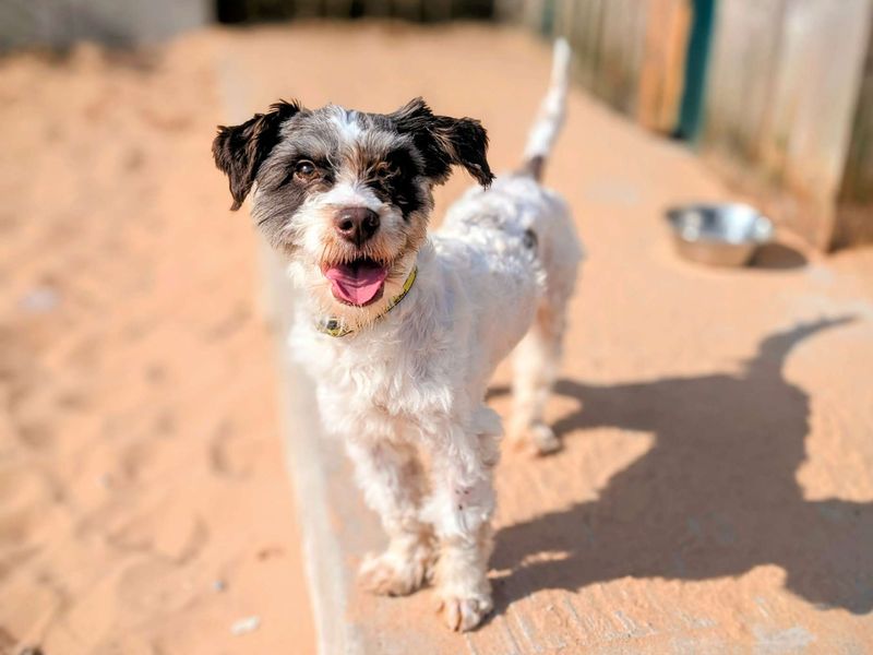 Jack Russell for adoption in Cardiff, Glamorgan – 2 years old - Image 2 of 3