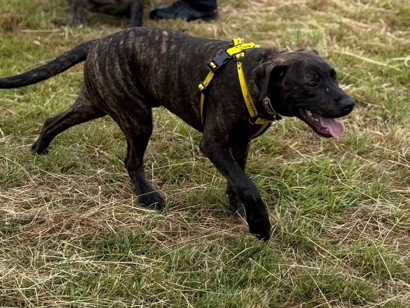Staffordshire Bull Terrier for adoption in Telford, Shropshire – 6 months old