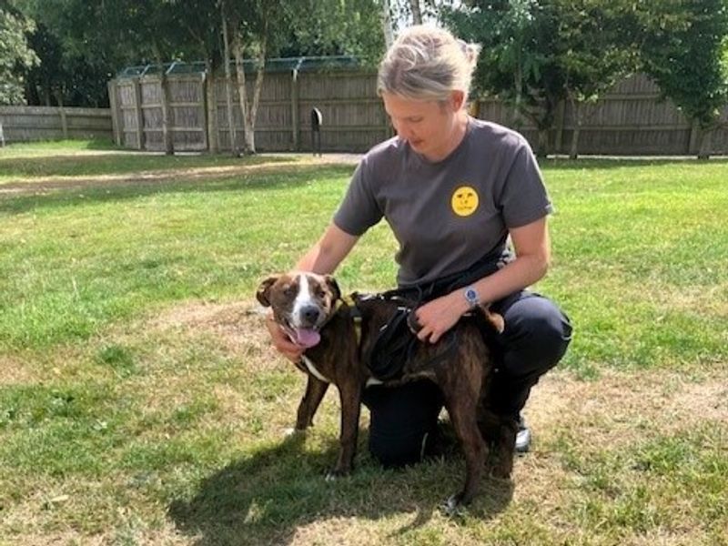 American Bulldog for adoption in Telford, Shropshire – 6 months old