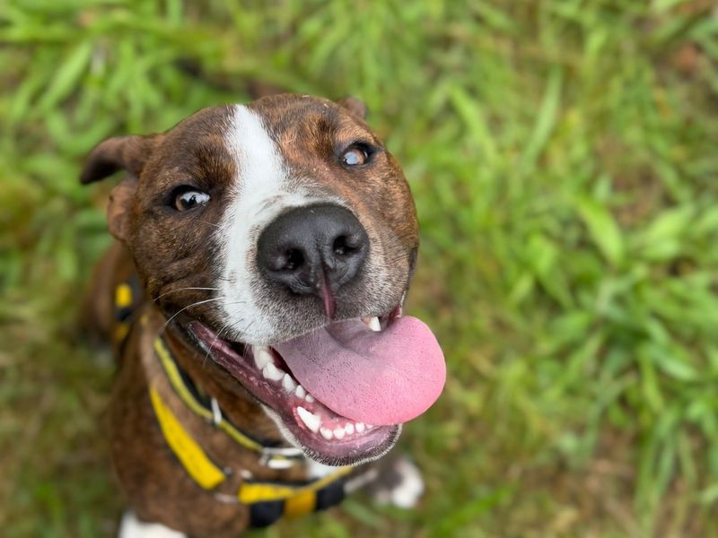 American Bulldog for adoption in Telford, Shropshire – 6 months old - Image 2 of 2
