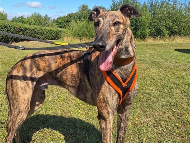 Greyhound for adoption in Telford, Shropshire – 6 years old - Image 2 of 2