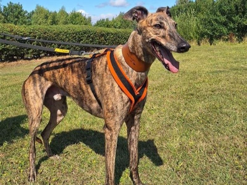 Greyhound for adoption in Telford, Shropshire – 6 years old