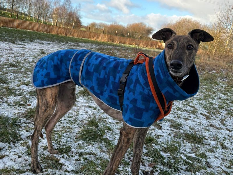 Luigi | Greyhound | Shrewsbury (Shropshire) - 1