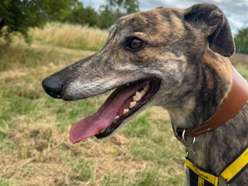 Greyhound for adoption in Telford, Shropshire – 4 years old