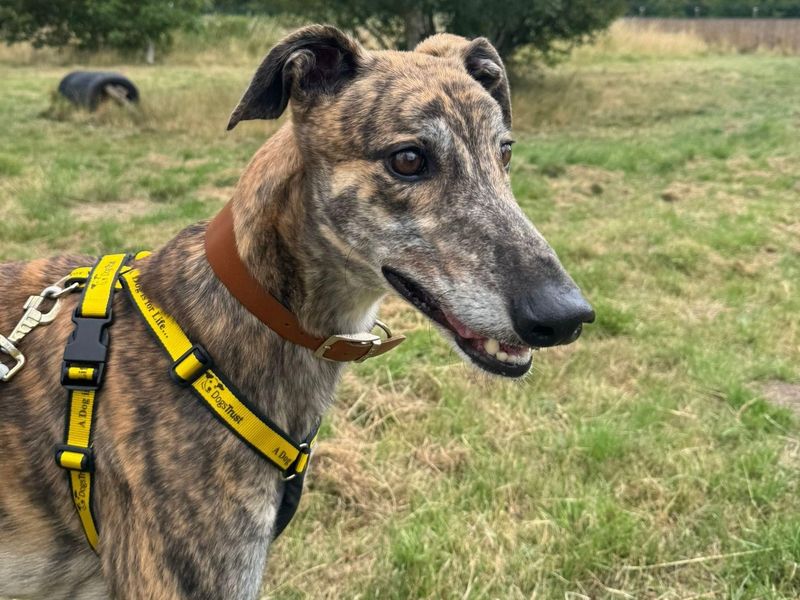 Greyhound for adoption in Telford, Shropshire – 4 years old - Image 2 of 2