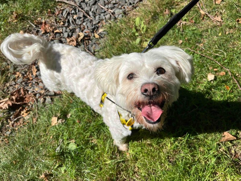 Shih Tzu for adoption in Glasgow, Scotland – 6 years old - Image 3 of 4