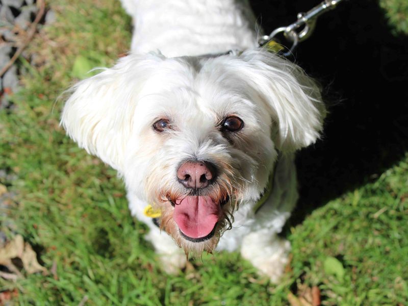 Shih Tzu for adoption in Glasgow, Scotland – 6 years old - Image 2 of 4