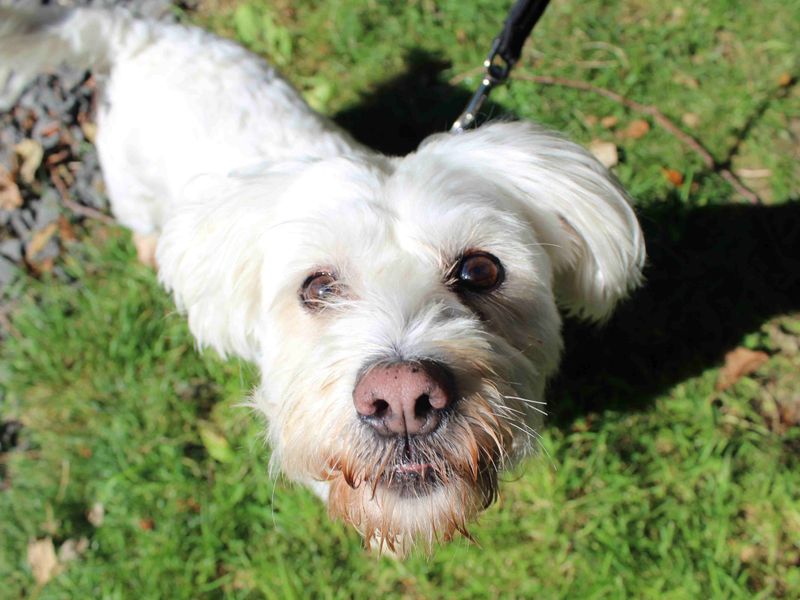 Shih Tzu for adoption in Glasgow, Scotland – 6 years old