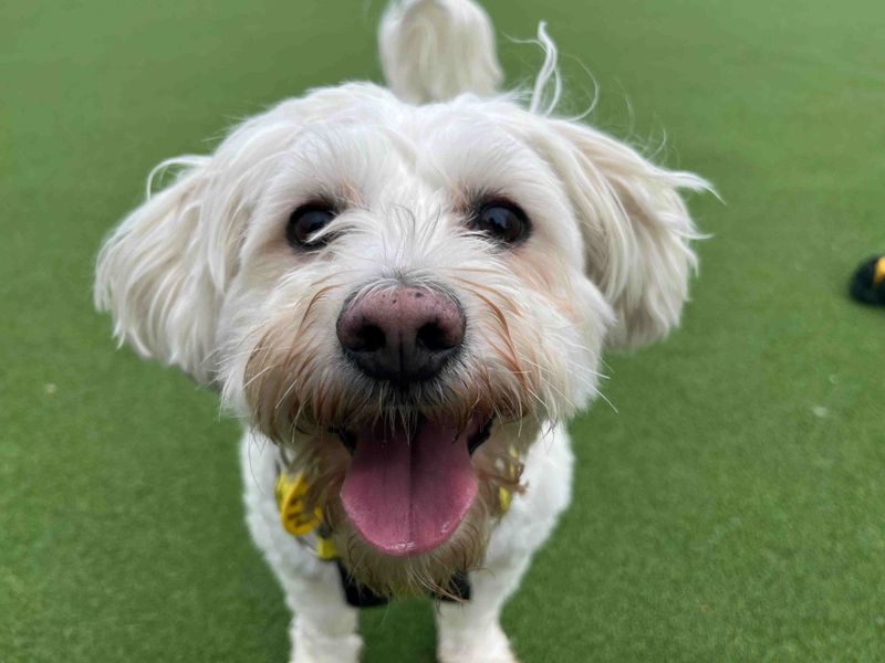 Shih Tzu for adoption in Glasgow, Scotland – 6 years old - Image 4 of 4