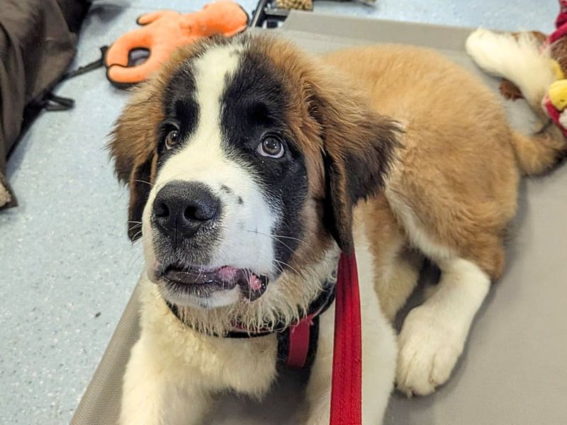 Bernie | St Bernard | Harefield West London - 1