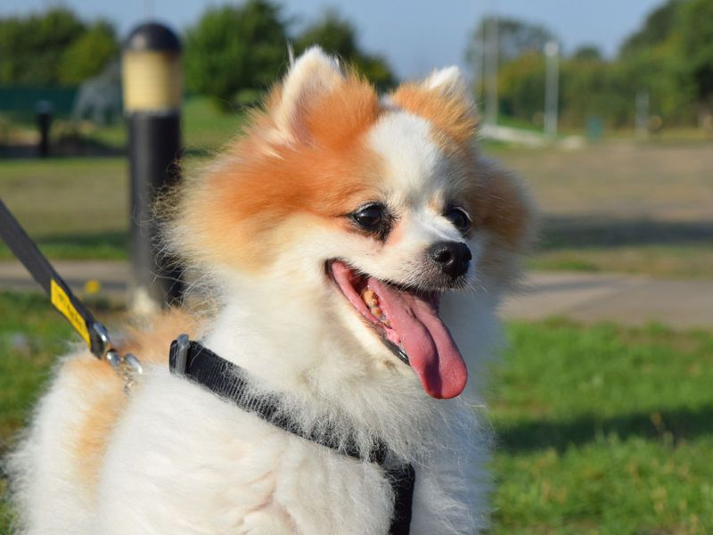 Pomeranian for adoption in Uxbridge, London – 10 years old - Image 4 of 4