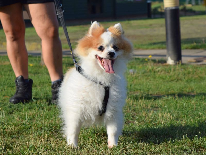Pomeranian for adoption in Uxbridge, London – 10 years old